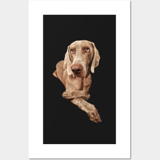 Weimaraner Posters and Art